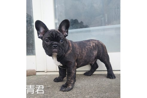 成約済の埼玉県のフレンチブルドッグ-245765の13枚目