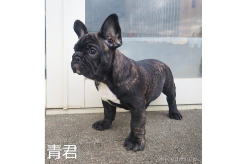 成約済の埼玉県のフレンチブルドッグ-245765の14枚目