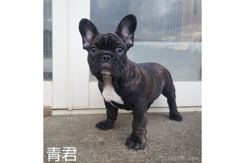 成約済の埼玉県のフレンチブルドッグ-245765の9枚目