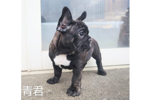 成約済の埼玉県のフレンチブルドッグ-245765の7枚目
