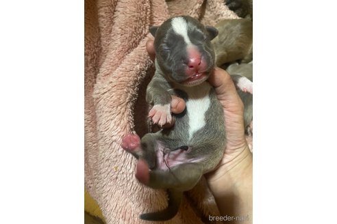 成約済の佐賀県のアメリカンピットブルテリア-245774の45枚目