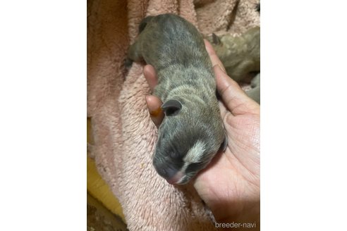成約済の佐賀県のアメリカンピットブルテリア-245774の44枚目