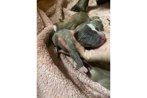 成約済の佐賀県のアメリカンピットブルテリア-245774の43枚目