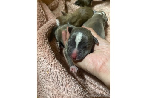 成約済の佐賀県のアメリカンピットブルテリア-245774の42枚目