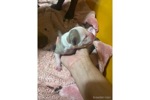 成約済の佐賀県のアメリカンピットブルテリア-245777の4枚目