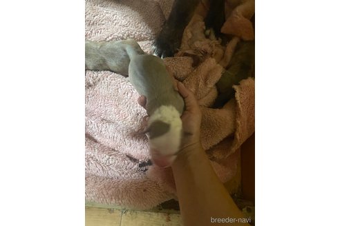 成約済の佐賀県のアメリカンピットブルテリア-245777の2枚目