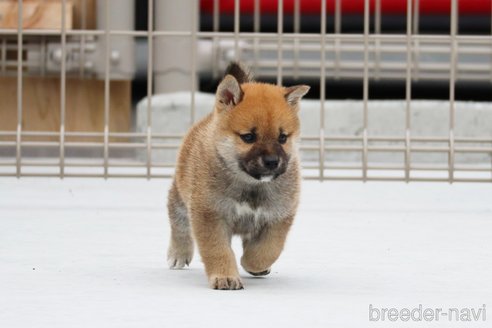 成約済の愛媛県の柴犬-242847の4枚目