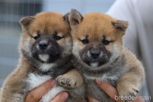 成約済の愛媛県の柴犬-242847の2枚目