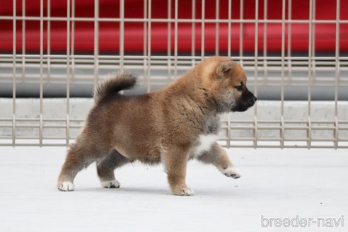 成約済の愛媛県の柴犬-242827の4枚目