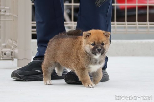 成約済の愛媛県の柴犬-242827の1枚目