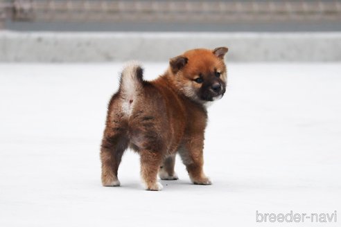 成約済の愛媛県の柴犬-242827の5枚目