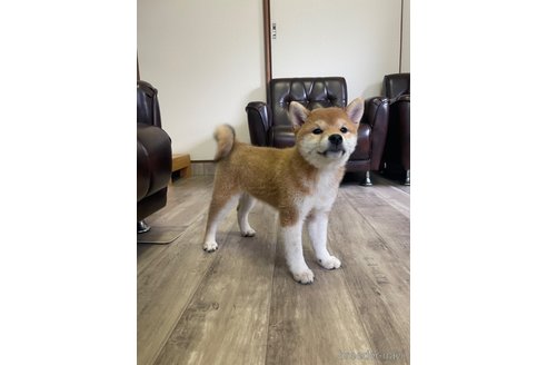 成約済の滋賀県の柴犬-231019の2枚目