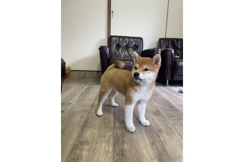 成約済の滋賀県の柴犬-231019の3枚目
