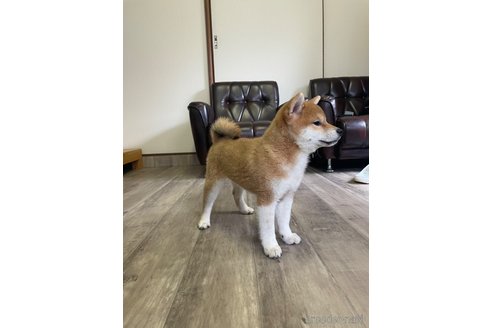 成約済の滋賀県の柴犬-231019の5枚目