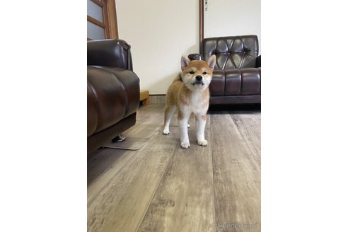 成約済の滋賀県の柴犬-231019の1枚目