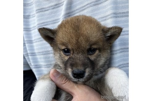 成約済の福島県の豆柴-245829