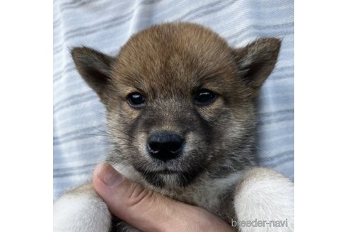 成約済の福島県の豆柴-245829の4枚目