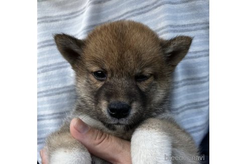 成約済の福島県の豆柴-245829の2枚目