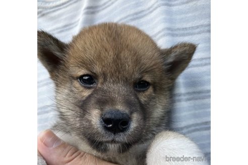 成約済の福島県の豆柴-245829の3枚目