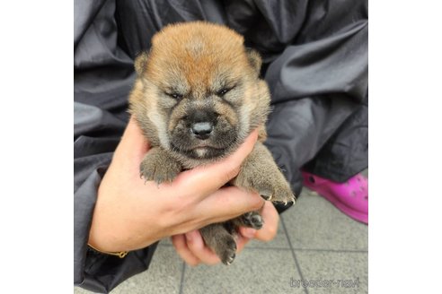 成約済の長崎県の柴犬-245892の3枚目