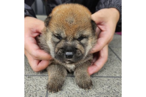 成約済の長崎県の柴犬-245892の4枚目