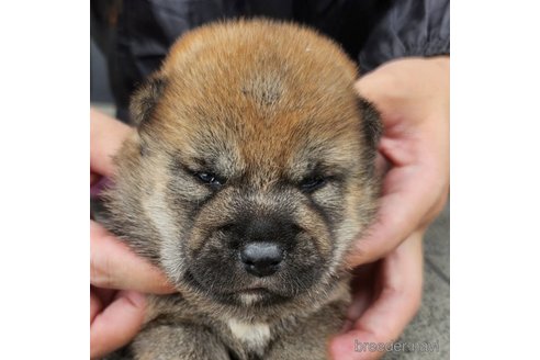 成約済の長崎県の柴犬-245892の5枚目