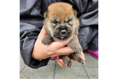 成約済の長崎県の柴犬-245892の2枚目