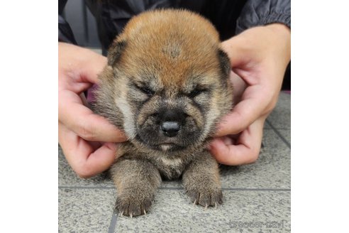 成約済の長崎県の柴犬-245892の1枚目