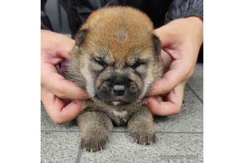 成約済の長崎県の柴犬-245892