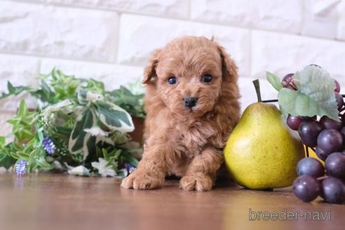 成約済の滋賀県のトイプードル-245924