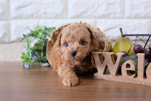 成約済の滋賀県のトイプードル-245924の4枚目