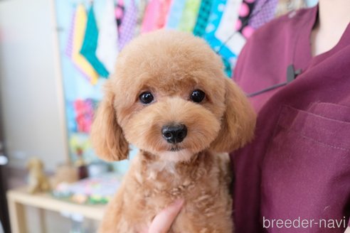 成約済の滋賀県のトイプードル-245924の2枚目