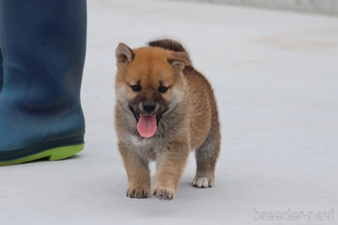 成約済の愛媛県の柴犬-242847の1枚目