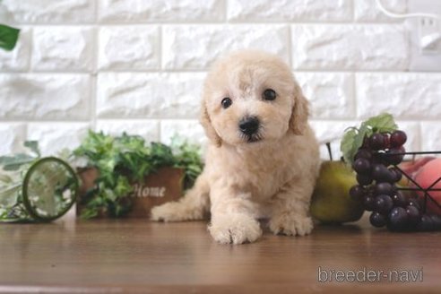 成約済の滋賀県のトイプードル-243404の1枚目