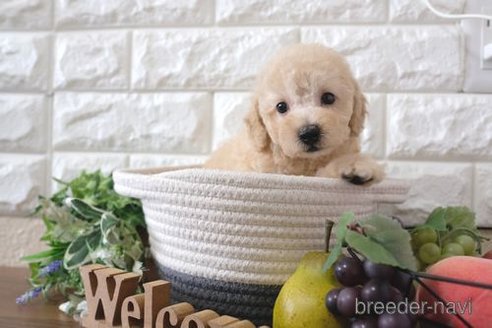 成約済の滋賀県のトイプードル-243404の6枚目