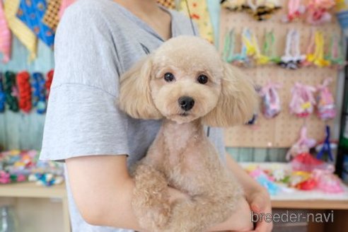 成約済の滋賀県のトイプードル-243404の4枚目