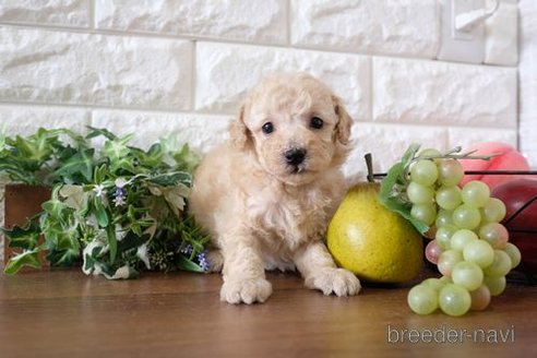 成約済の滋賀県のトイプードル-243404の3枚目