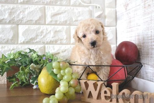 成約済の滋賀県のトイプードル-243404の2枚目