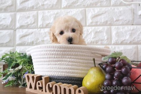 成約済の滋賀県のトイプードル-243407