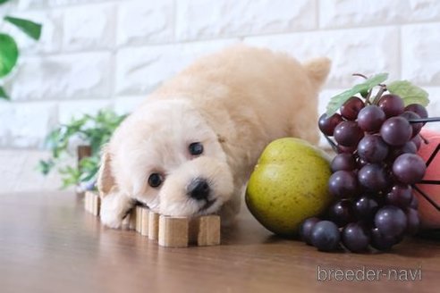 成約済の滋賀県のトイプードル-243407の6枚目