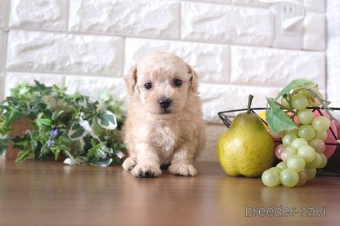 成約済の滋賀県のトイプードル-243407の3枚目