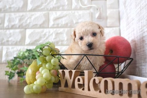 成約済の滋賀県のトイプードル-243407の2枚目