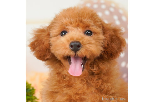 成約済の千葉県のトイプードル-237849の1枚目