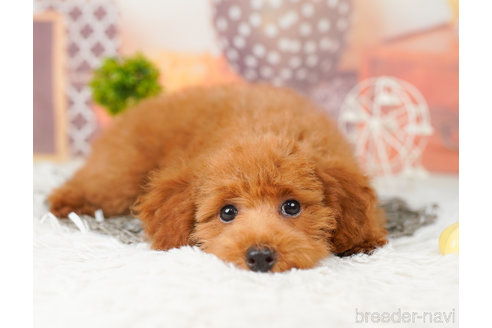 成約済の千葉県のトイプードル-237849の2枚目