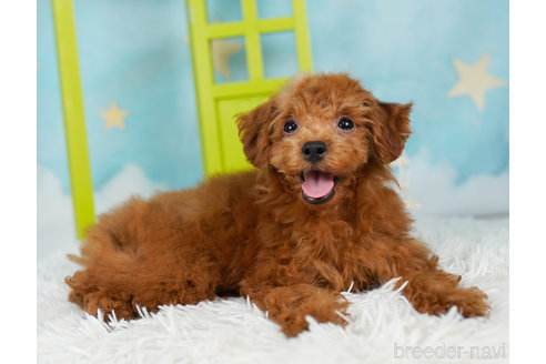 成約済の千葉県のトイプードル-236258の1枚目