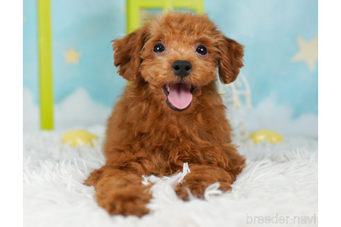 成約済の千葉県のトイプードル-236258の2枚目