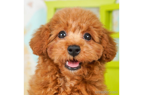 成約済の千葉県のトイプードル-236333の1枚目