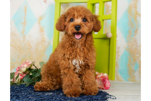 成約済の千葉県のトイプードル-236333の2枚目