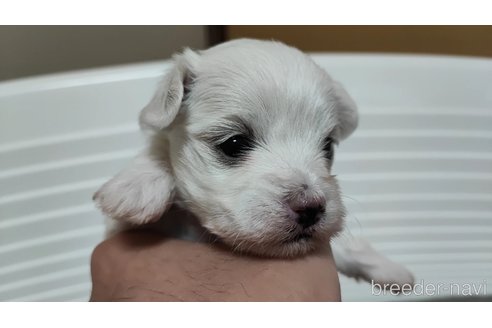 成約済の宮崎県のマルチーズ-245158の7枚目