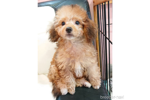 成約済の静岡県のミックス犬-239773の1枚目